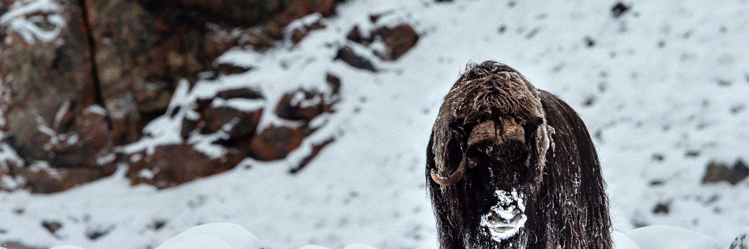 Musk Ox roaming the Northwest Passage - Photo by Hugo Perrin